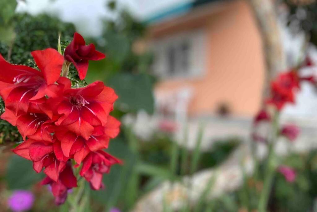 Manuel Apartment Đảo Korčula Ngoại thất bức ảnh