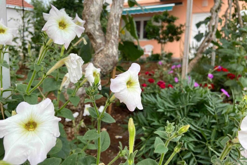 Manuel Apartment Đảo Korčula Ngoại thất bức ảnh